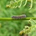 image austral-bracken-frond-with-caterpillar-jpg