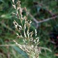image common-velvet-grass-yorkshire-fog-holcus-lanatus-poaceae-3-dry-inflorescence-jpg