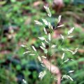 image common-velvet-grass-yorkshire-fog-holcus-lanatus-poaceae-4-inflorescence-jpg