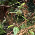 image forest-mint-mentha-laxiflora-lamiaceae-1-jpg