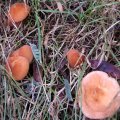 image fungi-1-jpg