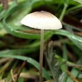 image fungi-5-mycena-jpg