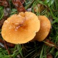 image fungi-7-hypholoma-fasciculare-sulphur-tuft-jpg