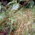 image grass-silvery-hair-grass-aira-caryophyllea-jpg