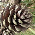 image pine-cone-of-pinus-nigra-var-corsicana-jpg
