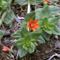 image scarlet-pimpernel-anagallis-avensis-primulaceae-2-jpg