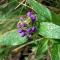 image self-heal-prunella-vulgaris-lamiaceae-buds-jpg