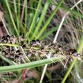 image spiny-headed-mat-rush-lomandra-longifolia-jpg
