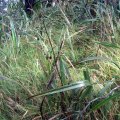 image tasman-flax-lily-dianella-tasmanica-phormiaceae-1-plant-jpg
