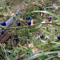 image tasman-flax-lily-dianella-tasmanica-phormiaceae-2-seed-pods-jpg
