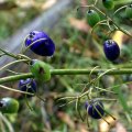 image tasman-flax-lily-dianella-tasmanica-phormiaceae-3-seed-pods-up-close-jpg