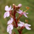 image trigger-plant-common-stylidium-sp-2-stylidiaceae-3-some-stamens-triggered-jpg