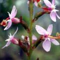 image trigger-plant-common-stylidium-sp-2-stylidiaceae-4-stamens-triggered-jpg