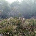 image tussock-grass-on-foggy-summit-of-camels-hump-jpg