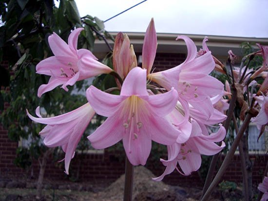 image amaryllis-belladonna-naked-ladies-jpg