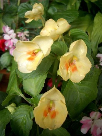 image balsaminaceae-impatiens-yellow-jpg