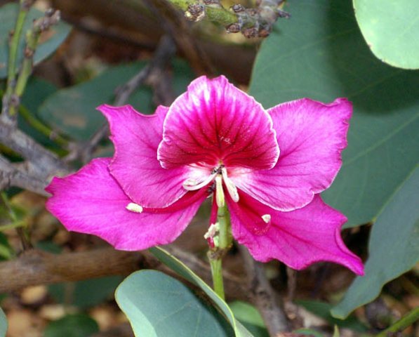 image bauhinia-blakeana-hong-kong-orchid-tree-1-jpg
