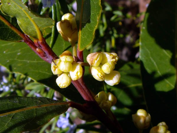 image bay-tree-laurus-nobilus-flower-buds-jpg