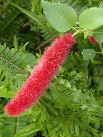 image cats-tail-red-hot-cats-tail-chenille-plant-acalypha-hispida-2-jpg