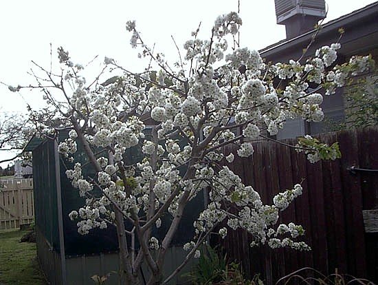 image cherry-tree-2005-full-bloom-jpg