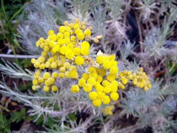 image curry-plant-helichrysum-angustifolia-flower-cluster-jpg