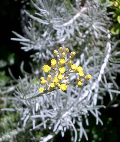 image curry-plant-flower-cluster-helichrysum-angustifolia-2-jpg