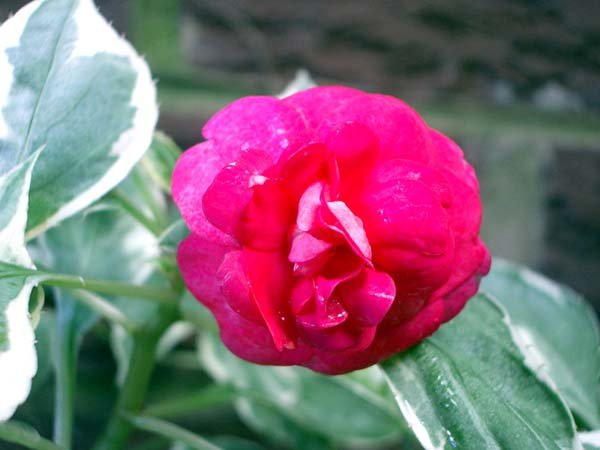 image double-impatiens-pink-ice-balsaminaceae-3-jpg
