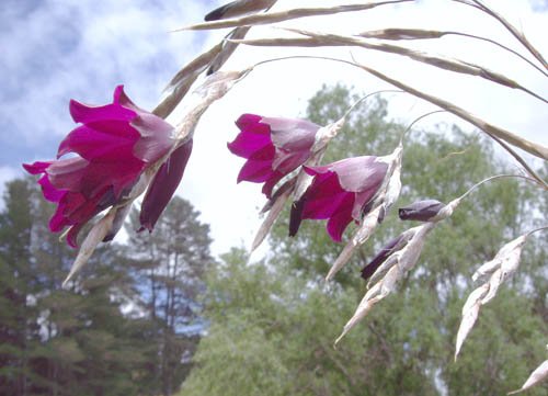 image fairys-fishing-rod-raven-fairy-wands-wand-flowers-dierama-pulcherrimum-2-jpg