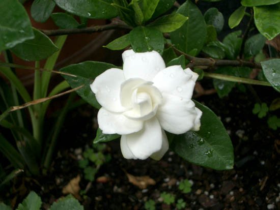 image gardenia-veitchii-1-jpg