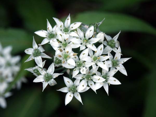 image garlic-chives-allium-tuberosum-inflorescence-2-jpg