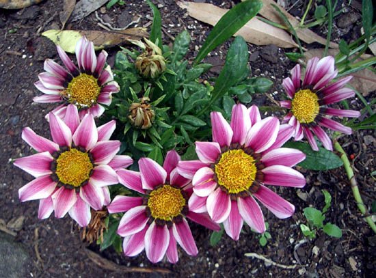 image gazania-rigens-treasure-flower-or-african-daisy-asteraceae-2-jpg