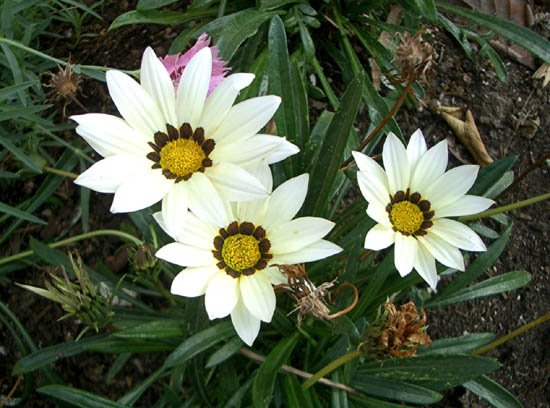 image gazania-rigens-treasure-flower-or-african-daisy-asteraceae-3-jpg