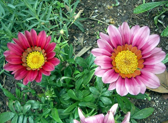 image gazania-rigens-treasure-flower-or-african-daisy-asteraceae-4-jpg