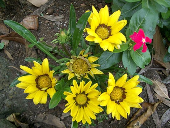 image gazania-rigens-treasure-flower-or-african-daisy-asteraceae-5-jpg