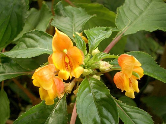image impatiens-auricoma-jungle-gold-balsaminaceae-1-jpg