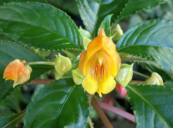 image impatiens-auricoma-jungle-gold-balsaminaceae-3-jpg