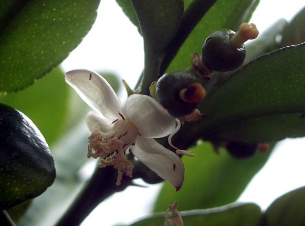 image kaffir-lime-citrus-latifolia-1-blossomyoung-fruit-jpg