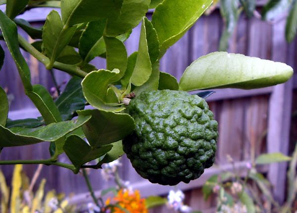 image kaffir-lime-citrus-latifolia-3-jpg