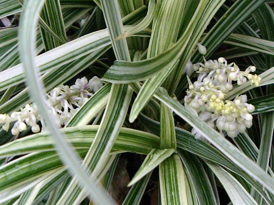 image lily-turf-silvery-sunproof-white-liriope-muscari-2-jpg