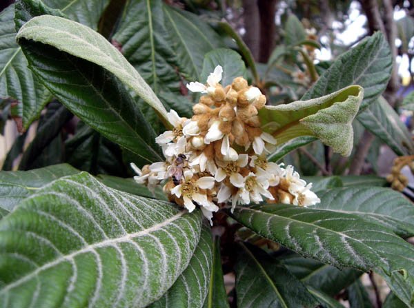 image loquat-eriobotrya-japonica-1-flowers-jpg
