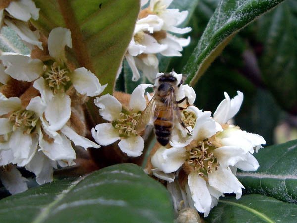 image loquat-eriobotrya-japonica-2-flowers-jpg