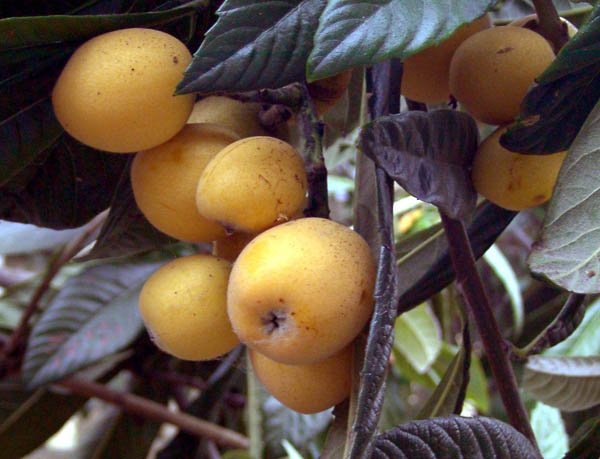 image loquat-eriobotrya-japonica-3-ripe-fruit-jpg