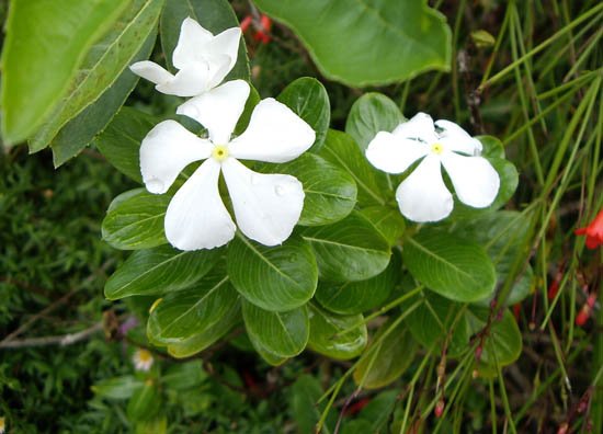 image madagascar-periwinkle-white-catharanthus-roseus-2-jpg