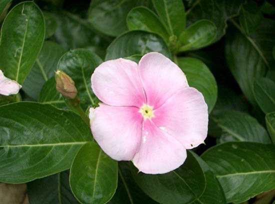 image madagascar-periwinkle-catharanthus-roseus-apocynaceae-1-jpg
