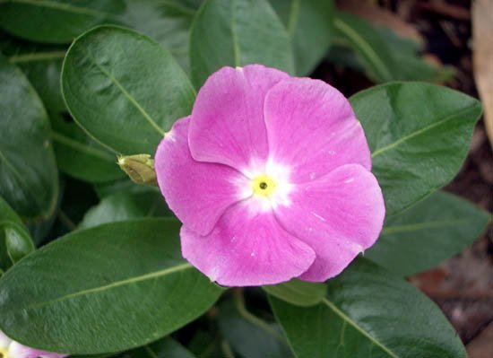 image madagascar-periwinkle-catharanthus-roseus-apocynaceae-2-jpg