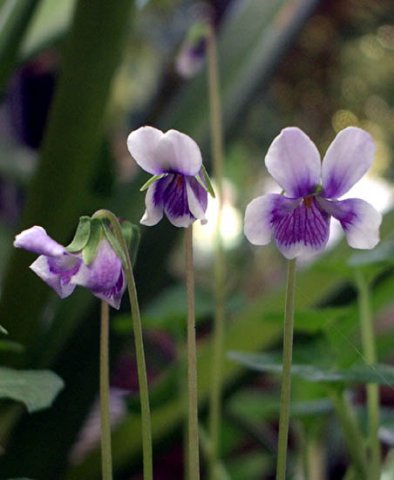 image native-violet-viola-bederacea-2-jpg