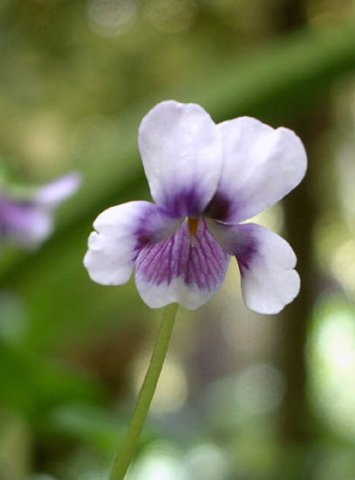 image native-violet-viola-bederacea-3-jpg
