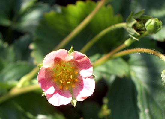 image nellie-kelly-pink-strawberry-flower-jpg