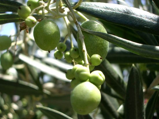 image olives-2-jpg