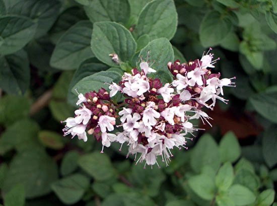 image oregano-european-origanum-vulgare-l-in-flower-jpg